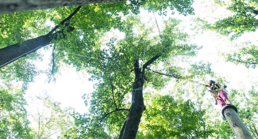 From the ground looking up, a person wearing safety gear is secured by ropes as they navigate a high ropes course in the trees. 